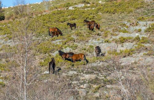 Casa da Fonte - Branda da Aveleira - Foto 25