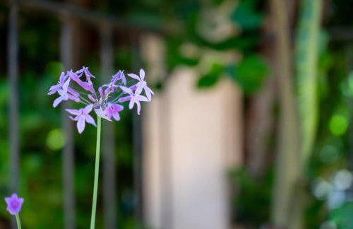 Casa Caimari - Photo 26