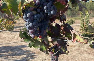 Monte Velho - Country House - Foto 21