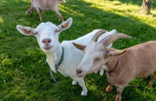 Ferienhaus Helga - Foto 31