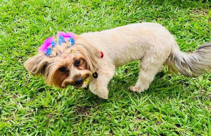 Pousada Dona Terezinha - Foto 20