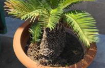 La Casetta di Camelia - Foto 59