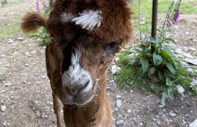 Impeccable 2-bed Cottage Near Betws y Coed - Foto 18