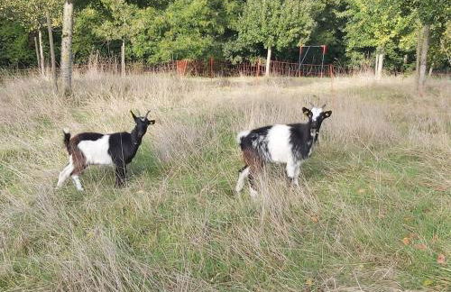 Le Pressoir de Cour la Ville - Foto 4
