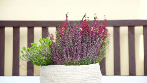 La Terrazza di Isabel - Foto 4