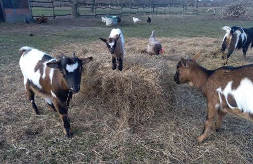 eco nature, gite à la ferme - Foto 22