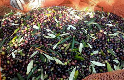 Casa Tarrini - Foto 41