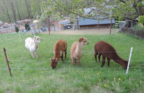 Sonnenblick Rittersgrün I - Foto 12