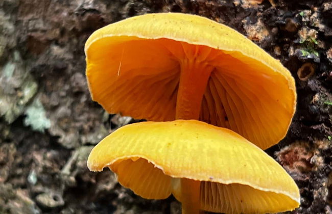 Barbas Bremen Nature Reserve Tour - Photo 6