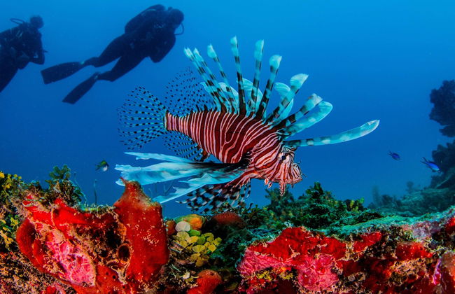 Xcalak Scuba Diving - Foto 1