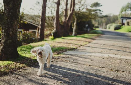 Timber Hill Self Catering Cedar Lodges - Foto 24