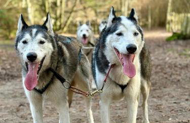 Agroturystyka Traperska Osada - Foto 40