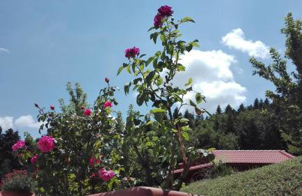 Livadaki Village - Δασικό Χωριό Λιβαδάκι - Foto 39