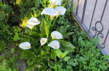 Cabañas Miraduero - Foto 8