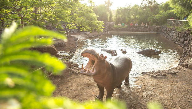 Conociendo a una familia hipopótamos