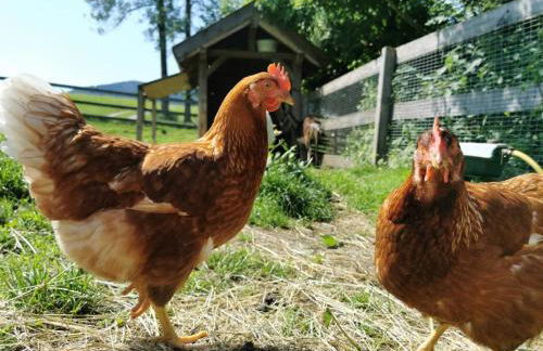 Bauernhof Süßhof - Foto 46