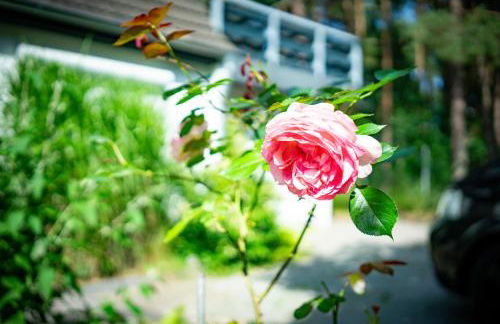 Anrena Forest - Foto 11