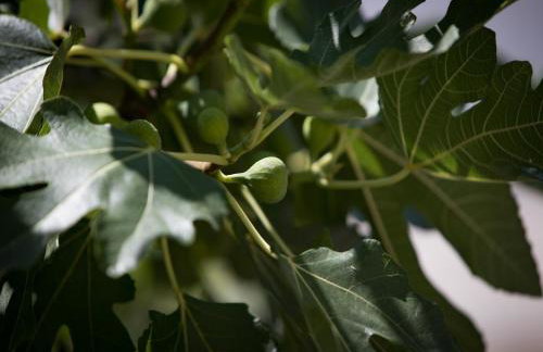 Holiday Home Monika - Two Bedroom Holiday Home with Terrace and Sea View - Photo 31