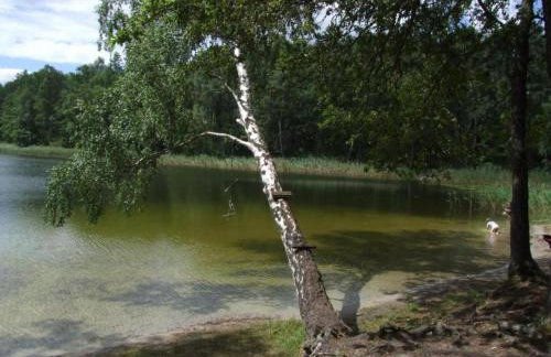 Dom Pod Brzozami Lipinki Bory Tucholskie basen - psy, koty mile widziane! - Photo 42