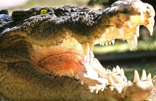 Excursão a Kuranda de trem panorâmico + Teleférico - Foto 10