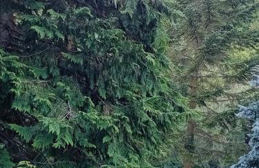 Luna Reale Roccaraso apt - Foto 9