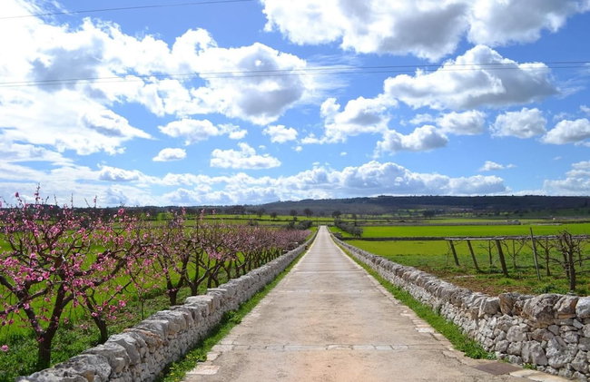 Masseria Torricella - Foto 111