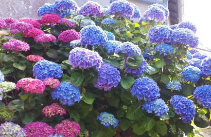 Côte de granit rose - Foto 40