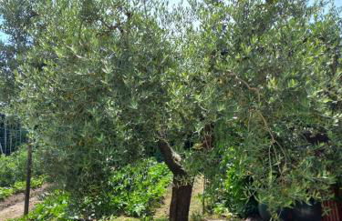 La Casa dell'Olivo - Foto 25