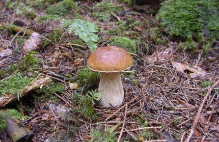 Gästehaus Eichwald - Foto 15