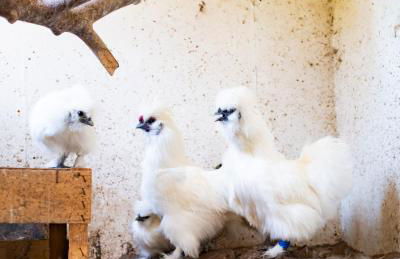 Maisonette FeWo im Haus Liane - Ferienhof by Baltic Home - Foto 22