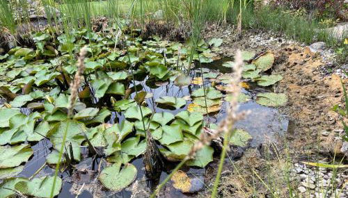 Appartement mit eigenem Zugang in Pattensen Mitte-Nord - Foto 4, Garden, Garden view