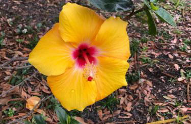 The Star Cottage - Foto 5