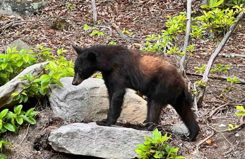 Luxury Log Cabin with lake view - Foto 56