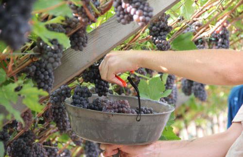 Casa Maria Apartments - Foto 18