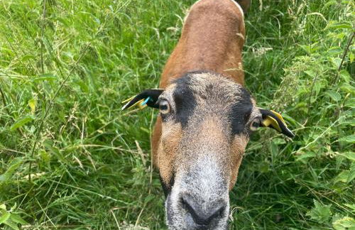 Karins Kotte - Foto 47