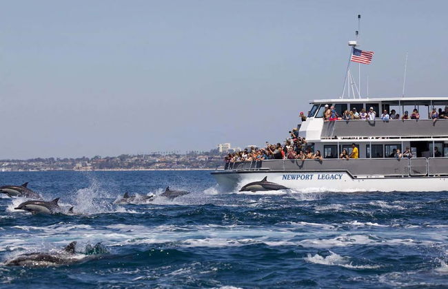 Avvistamento di balene e delfini a Newport Beach - Foto 3