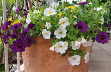 Apartmani Kapetan Podaca - Foto 21