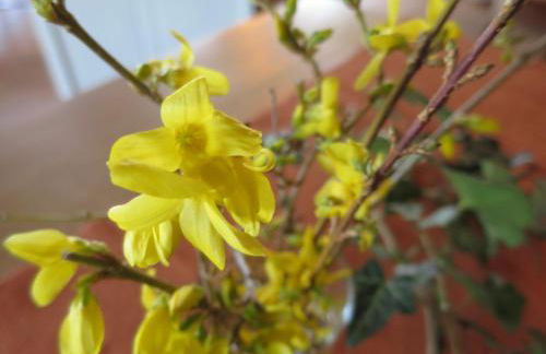 Alpaka-Ferien - Foto 29