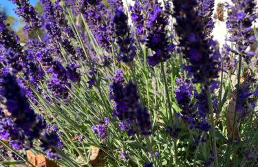 Apartament Pod Dębiną - Foto 16