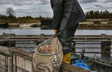 Bomboniera - Foto 36