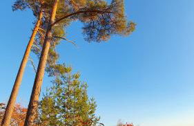 Gemütliche Ferienwohnung mit Terrasse, im Schwarzwald - Foto 34