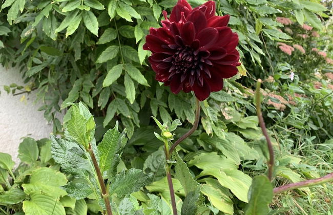 Bäddar & Ängar - Photo 80