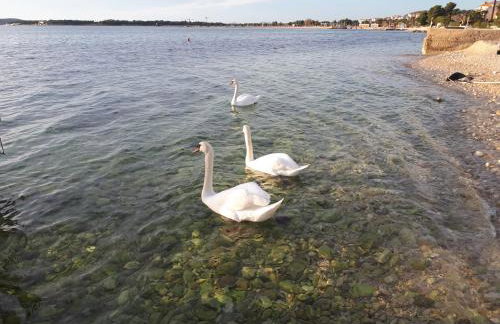 Tiho i Slađana apartments - Foto 35