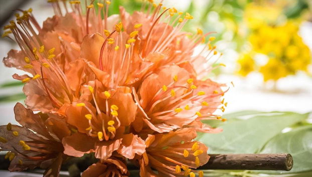 Boston CityPASS® - Acceso a 4 atracciones - Foto 5