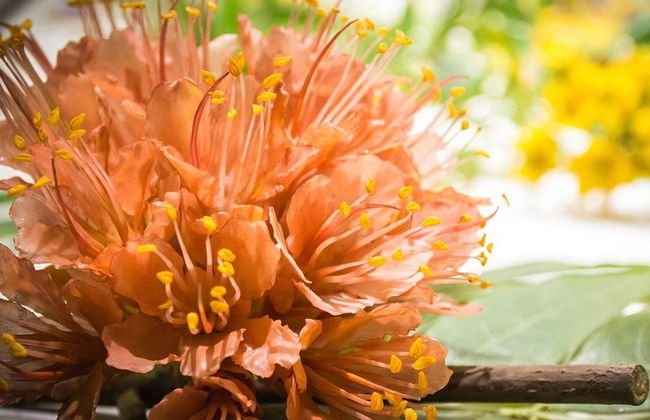 Boston CityPASS® - Acceso a 4 atracciones - Foto 5