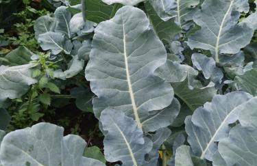 La Fattoria Dei Nonni - Foto 55