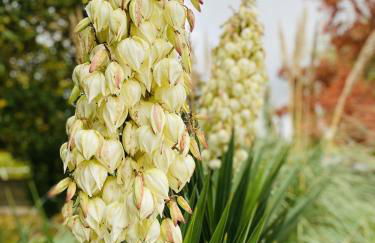 Domaine de la Ronce - Foto 32