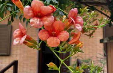 A Casa di Elena - Foto 33