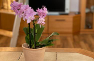 Ferienappartements Steige 3 - Foto 7