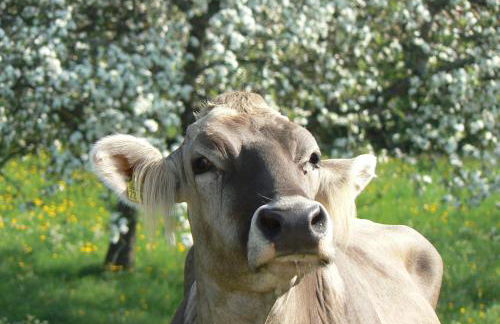 Ferienhof-Fink-Ferienwohnung-Sonnenblume - Foto 15